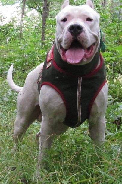 杜高犬